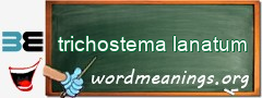 WordMeaning blackboard for trichostema lanatum